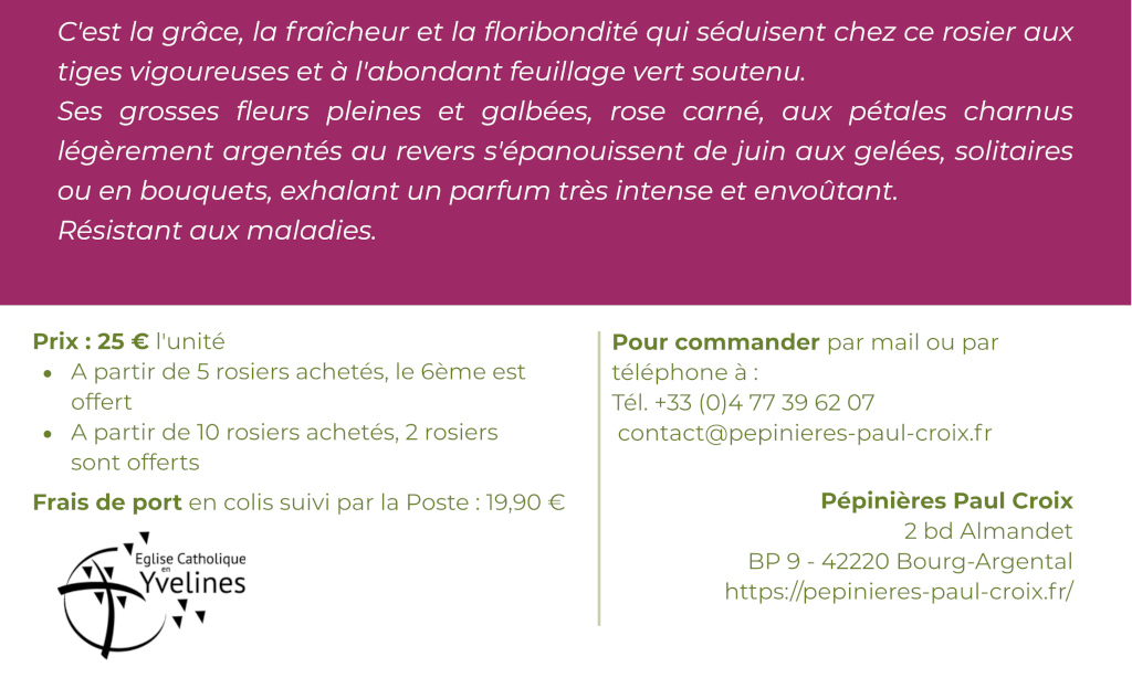 Commandez pour Noël les rosiers Saint Louis de Versailles